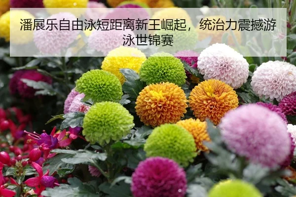 潘展乐自由泳短距离新王崛起，统治力震撼游泳世锦赛